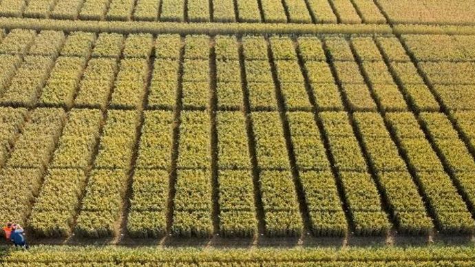 « Orfèvre s’adresse à tous les céréaliers en leur offrant une sérénité d’utilisation, explique Marie Aubelé, cheffe marché grandes cultures chez De Sangosse. C’est un produit présentant des résultats réguliers, sélectif des céréales et facile d’utilisation. » De Sangosse